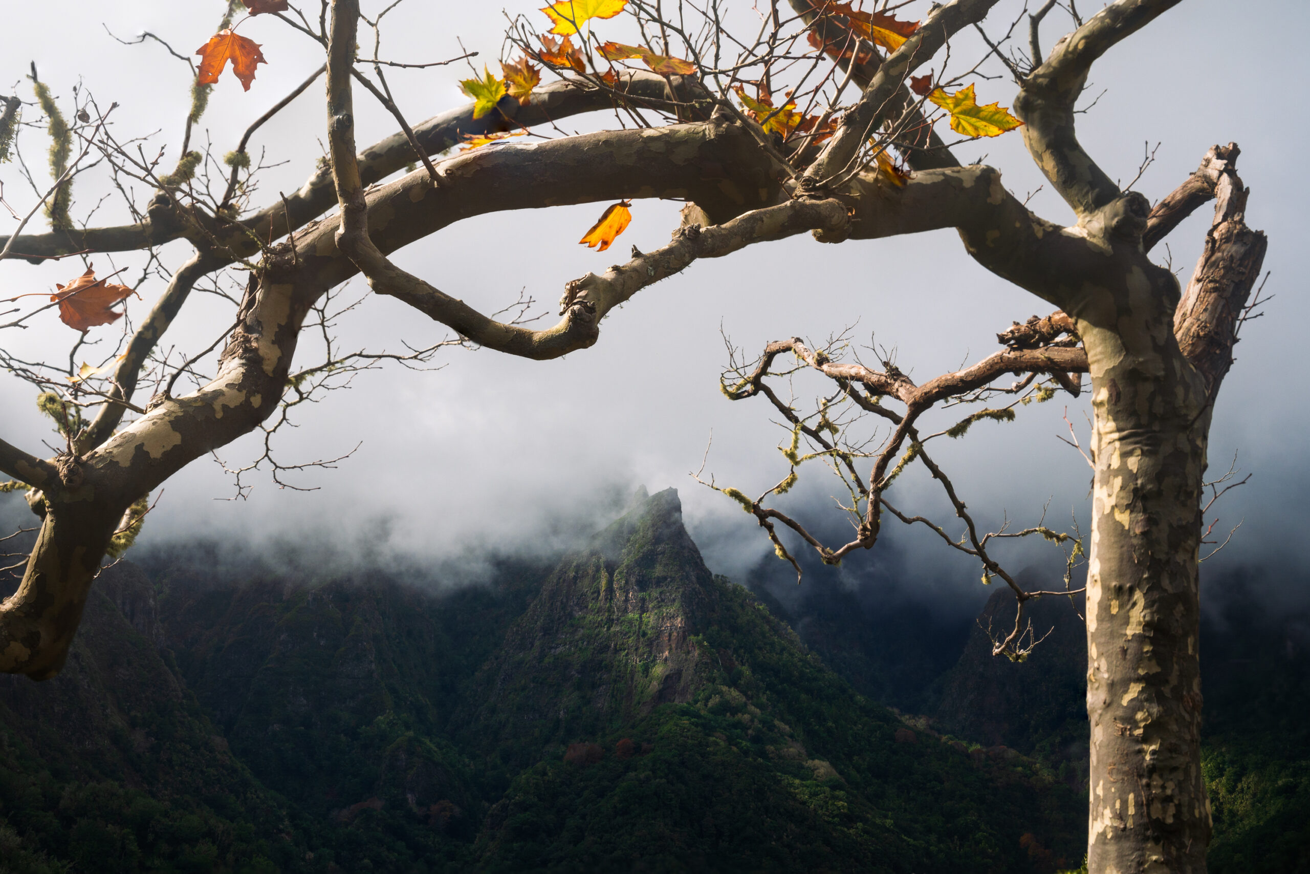 Bliss, Madeira 2021