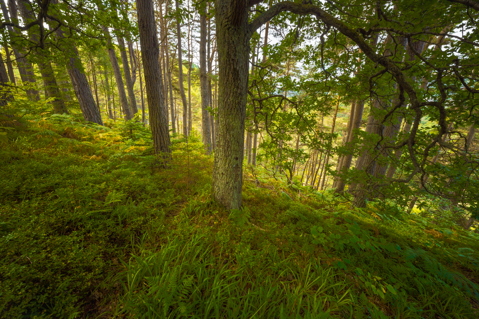 Woods of Scotland, 2024