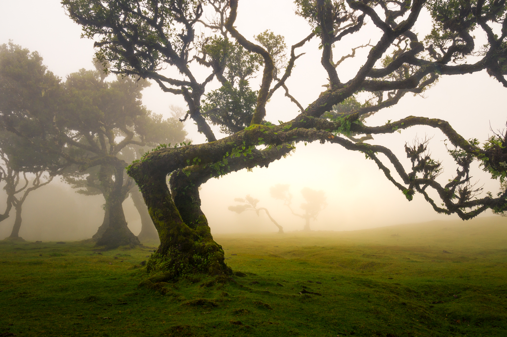 Wired, Madeira, 2021